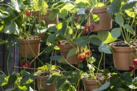 Pots de fraises suspendus à une grille métallique verticale - BBC Gardeners' World Live, Birmingham 2023 - Ruth Gwynn Associates The Newson Health Menopause Garden - Designer : par Ruth Gwynn