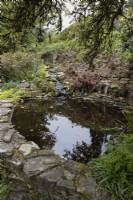 Un étang entouré d'un muret en pierre et des poissons dans l'étang. Une petite cascade coule en arrière-plan dans l'étang. Jardins de Marwood Hill. Dévon. Printemps. Peut.