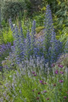 Vue sur un mélange de vivaces et d'arbustes parterre de fleurs dans un jardin de campagne informel en été - juin