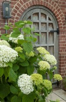 Hydrangea arborescens à côté de la porte dans le jardin - Journée des jardins ouverts, Easton, Suffolk