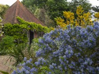 Le pavillon dans le jardin méditerranéen East Ruston Old Vicarage Gardens, Norfolk, UK Juin Ceanothus thyrsiflorus en premier plan