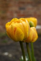 Tulipa 'Sunlover' - tulipe - avril