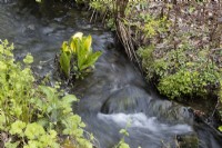 Un petit ruisseau avec de l'eau qui coule et du chou puant de l'Ouest, Lysiciton americanus, qui pousse à côté. Printemps. Peut.