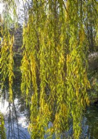 Salix babylonica Pendula à l'automne, automne octobre