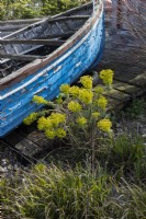 Jardin de bord de mer de Cornouailles avec bateau en bois et euphorbe à côté. Trago Mills montrent les jardins, Devon, Royaume-Uni. Peut. Printemps