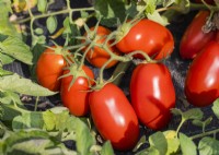 Solanum lycopersicum Ranger F1, été juin