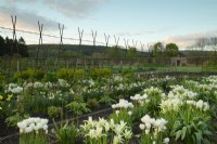Rangées de Tulipa 'Geen Star' et Tulipa 'Honey Moon', tulipes blanches en rangées dans le jardin clos du château de Gordon.