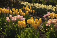 Tulipa 'Mango Charm' et Tulipa 'Big Smile' tulipes jaunes et roses dans le jardin clos du château de Gordon.