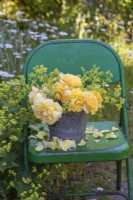 Roses jaune chamois avec Alchemilla mollis dans un seau en métal sur une chaise en métal vert