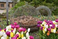 Bac à compost ornemental en fil de fer ajouré en forme de théière aux feuilles mortes, entouré de tulipes dans des pots en céramique et de narcisses blancs. RHS Jardin Harlow Carr.