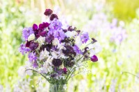 Bouquet de fleurs contenant Lathyrus 'Beaujolais' et 'High Scent', Centaurea 'Black Ball', Lunaria annua - Honesty et Gypsophila elegans 'Covent Garden' dans un vase en verre