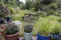 Divers pots colorés avec des plantes à fleurs d'été au premier plan avec une pelouse derrière et un banc de pique-nique en bois, dans un jardin de style cottage. Été. Juin.