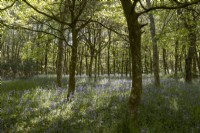 Les jacinthes des bois poussent dans un jeune jardin boisé à feuilles larges du Dartmoor.