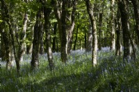 Les jacinthes des bois poussent dans une jeune forêt feuillue du Dartmoor. Printemps. Peut.