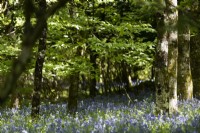 Les jacinthes des bois poussent dans un jeune jardin boisé à feuilles larges du Dartmoor. Printemps. Peut.