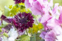 Bouquet de fleurs contenant Nigelles, Bupleurum griffithii, Amaranthus 'Pygmy Torch', Centaurea 'Black Ball' et Lathyrus 'Wiltshire Ripple'