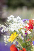 Bouquet de fleurs sauvages contenant Silene vulgaris - Bladder Campion, Ammi majus, Gelbionis segetum - Corn Marigold et Papaver rhoeas - Pavot commun