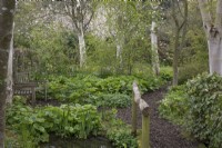 Promenade dans les bois à Barnsdale Gardens, avril