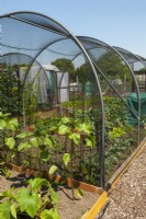 Grande cage abritant des légumes sur l'attribution - Journée des jardins ouverts, Shelfanger, Norfolk
