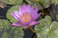 Nymphaea 'Pink Perfection' nénuphar
