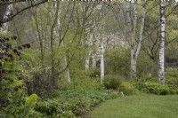 Promenade dans les bois à Barnsdale Gardens, avril