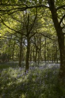 Bluebells, Hyacinthoides non-scripts, poussent dans un jeune jardin boisé à feuilles larges de Dartmoor. Printemps. Peut.