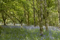 Bluebells, Hyacinthoides non-scripta, poussent dans un jeune jardin boisé à feuilles larges de Dartmoor. Printemps. Peut.