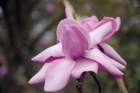 Magnolia 'Philip Tregunna'