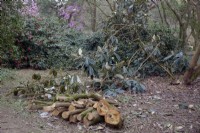 Dommages causés par les tempêtes hivernales de Rhododendron macabeanum