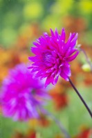 Dahlia 'Pépite violette'