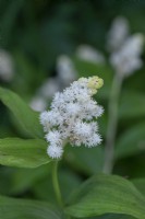 Maianthemum racemosum syn. Smilacena racemosa, faux sceau de salomon, plante vivace herbacée à feuilles pointues sous des fleurs parfumées blanc crème en mai.