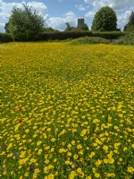 Glebionis segetum - soucis de maïs cultivés en prairie de fleurs sauvages East Ruston Old Vicarage Norfolk UK Juin