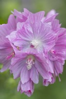 Malva rosea fleurit en été - juin