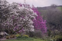 Magnolia x loebneri 'Merrill' avec Magnolia sprengeri 'Marwood Spring' à Marwood Hill Garden, Devon