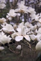Magnolia Leda - un hybride Gresham