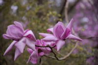 Magnolia 'Philip Tregunna'