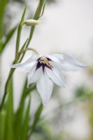 Gladiolus murielae - Glaïeul d'Abyssianie