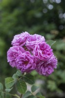Rosa 'A Longs Pédoncules' rose