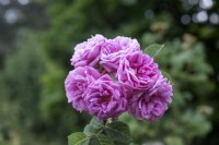 Rosa 'A Longs Pédoncules' rose