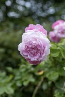 Rosa 'Jasmin' rose