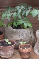 Jeunes plants de tomates dans des pots en plastique déguisés en toile de jute.