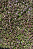 Thymus serpyllum, thym de Breckland
