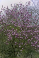Magnolia 'Parfum paradisiaque'