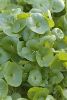 Pourpier d'hiver ou laitue de mineurs - Claytonia perfoliata