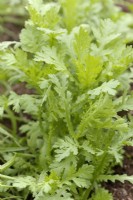 Chopsuey Greens, shungiku ou chrysanthemum greens - Glebionis coronaria syn. Coronarium de chrysanthème