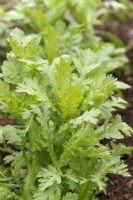 Chopsuey Greens, shungiku ou chrysanthemum greens - Glebionis coronaria syn. Coronarium de chrysanthème