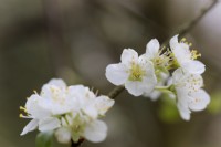 Prunus domestica 'Dunster Plum' fleur