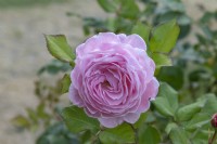 Rosier 'Rosengrafin Marie Henriette'