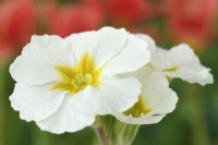 Primula 'Crescendo mixed' Polyanthus Une couleur du mélange mars