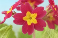 Primula 'Crescendo mixed' Polyanthus Une couleur du mélange Mai